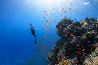 Mediterranean